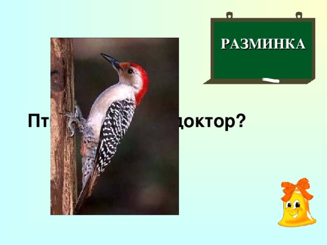 РАЗМИНКА  Птица – лесной доктор?