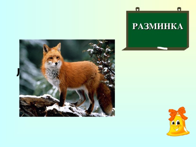 РАЗМИНКА  Лесная плутовка?