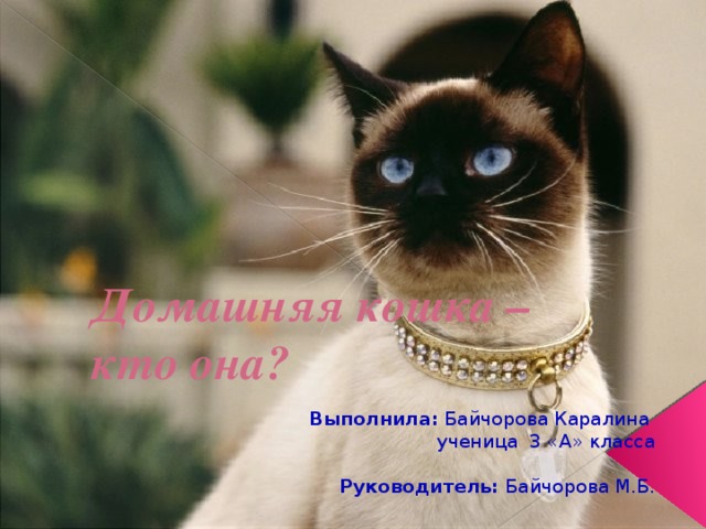 Домашняя кошка –  кто она? Выполнила: Байчорова Каралина  ученица 3 «А» класса   Руководитель: Байчорова М.Б. 