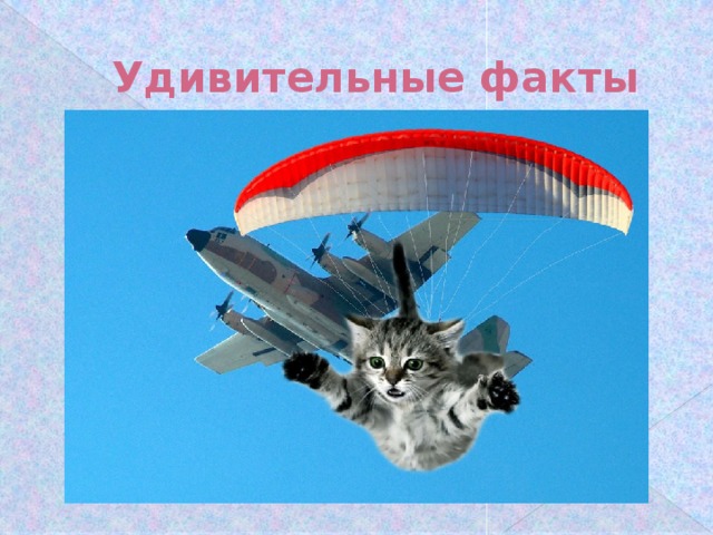 Удивительные факты 