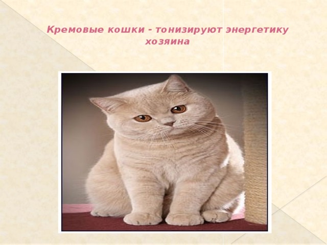  Кремовые кошки - тонизируют энергетику хозяина   