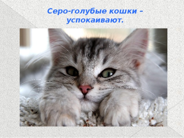 Серо-голубые кошки – успокаивают.   