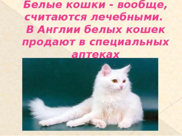 Белые кошки - вообще, считаются лечебными.  В Англии белых кошек продают в специальных аптеках 