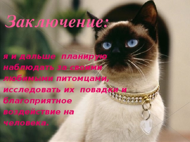 Заключение: я и дальше планирую наблюдать за своими любимыми питомцами, исследовать их повадки и благоприятное воздействие на человека. 