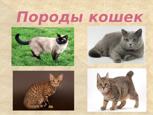 Породы кошек 