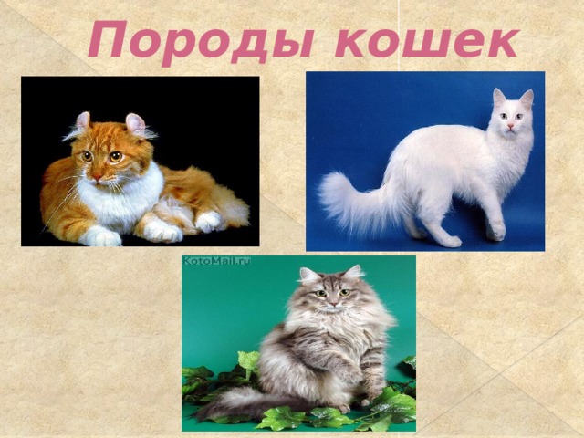 Породы кошек 