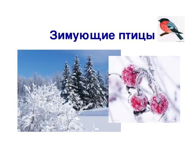 Зимующие птицы 