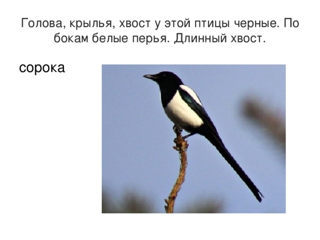 Голова, крылья, хвост у этой птицы черные. По бокам белые перья. Длинный хвост. сорока 
