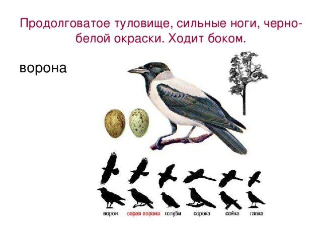 Продолговатое туловище, сильные ноги, черно-белой окраски. Ходит боком. ворона 