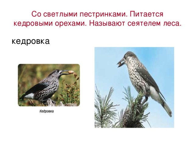 Со светлыми пестринками. Питается кедровыми орехами. Называют сеятелем леса. кедровка 