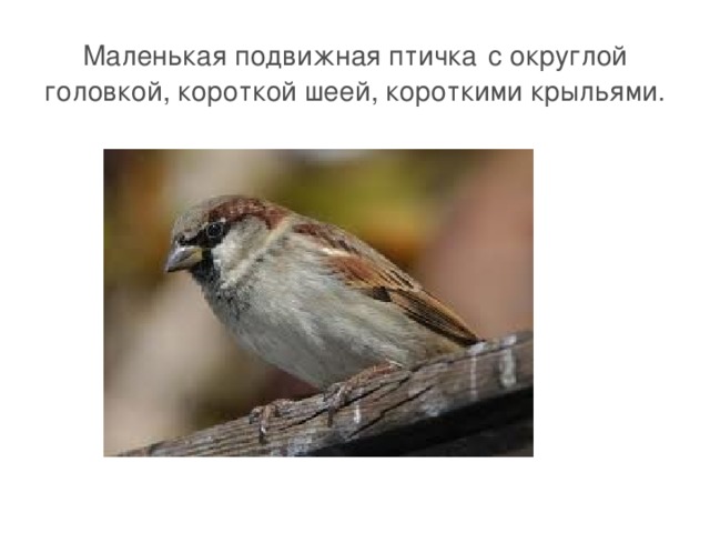 Маленькая подвижная птичка  с округлой головкой, короткой шеей, короткими крыльями. 