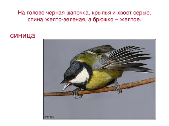 На голове черная шапочка, крылья и хвост серые, спина желто-зеленая, а брюшко – желтое. синица 