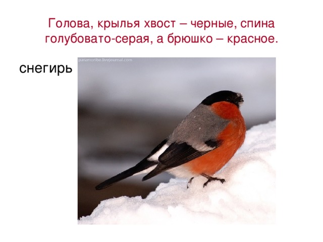 Голова, крылья хвост – черные, спина голубовато-серая, а брюшко – красное. снегирь 