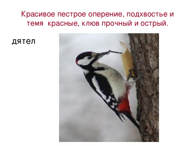 Красивое пестрое оперение, подхвостье и темя красные, клюв прочный и острый. дятел 