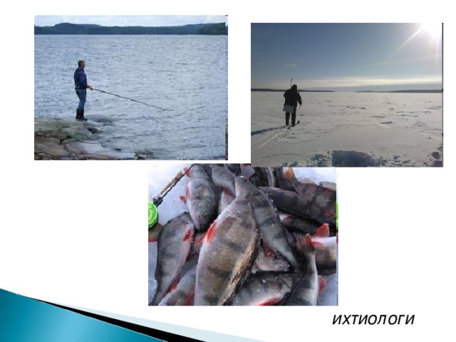 ихтиологи 