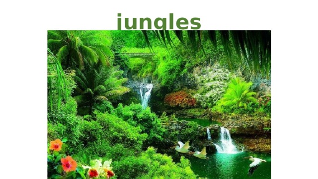 jungles 