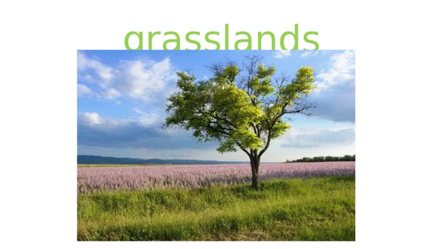 grasslands 