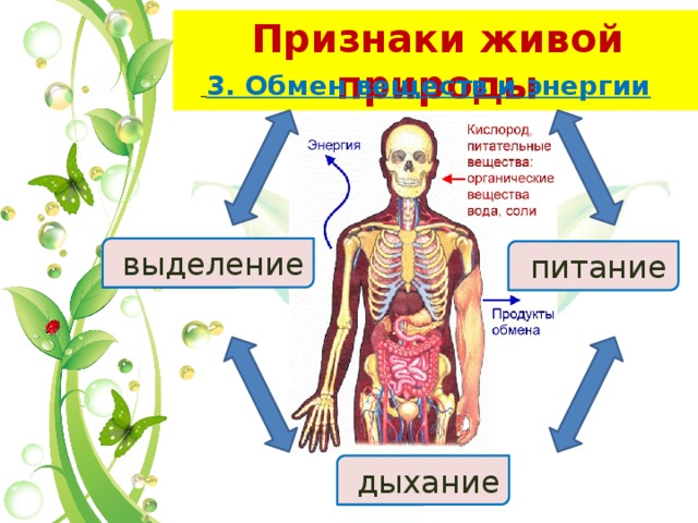 Признаки живой природы   3. Обмен веществ и энергии  выделение  питание  дыхание  