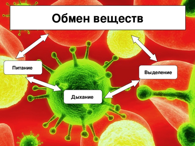 Обмен 5 класс. Обмен веществ в организме. Обмен веществ питание выделение. Метаболизм анимация. Метаболизм питание дыхание выделение.