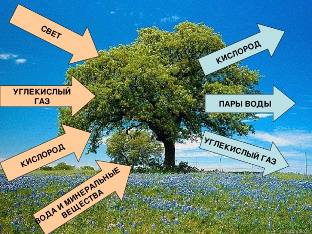 СВЕТ КИСЛОРОД ВОДА И МИНЕРАЛЬНЫЕ ВЕЩЕСТВА КИСЛОРОД УГЛЕКИСЛЫЙ ГАЗ УГЛЕКИСЛЫЙ ГАЗ ПАРЫ ВОДЫ 