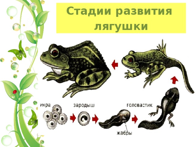 Этапы развития лягушки в картинках для детей