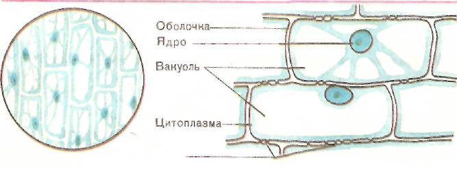 На рисунке видна растительная клетка под микроскопом