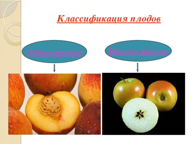 Вид размножения плода. Классификация плодов. Плоды классификация плодов. Классификация плодовых растений. Многосемянные плоды помидор.