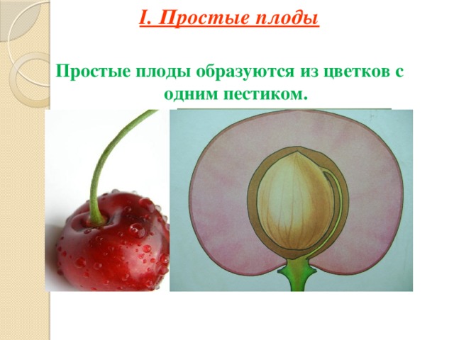 Цветок и плод 6 класс
