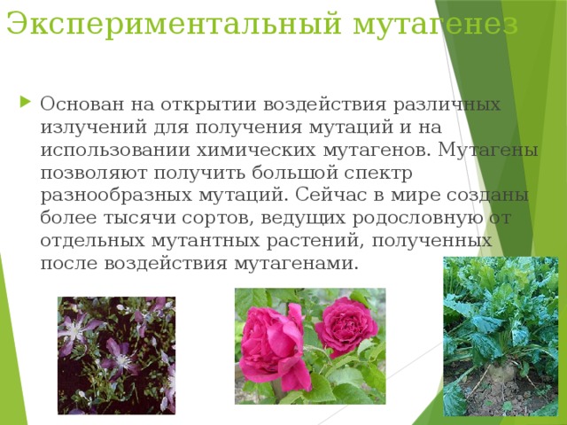 Экспериментальный мутагенез Основан на открытии воздействия различных излучений для получения мутаций и на использовании химических мутагенов. Мутагены позволяют получить большой спектр разнообразных мутаций. Сейчас в мире созданы более тысячи сортов, ведущих родословную от отдельных мутантных растений, полученных после воздействия мутагенами. 