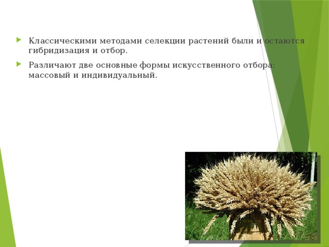 Классическими методами селекции растений были и остаются гибридизация и отбор. Различают две основные формы искусственного отбора: массовый и индивидуальный. 