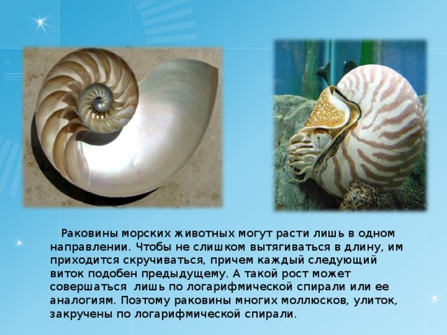  Раковины морских животных могут расти лишь в одном направлении. Чтобы не слишком вытягиваться в длину, им приходится скручиваться, причем каждый следующий виток подобен предыдущему. А такой рост может совершаться лишь по логарифмической спирали или ее аналогиям. Поэтому раковины многих моллюсков, улиток, закручены по логарифмической спирали. 