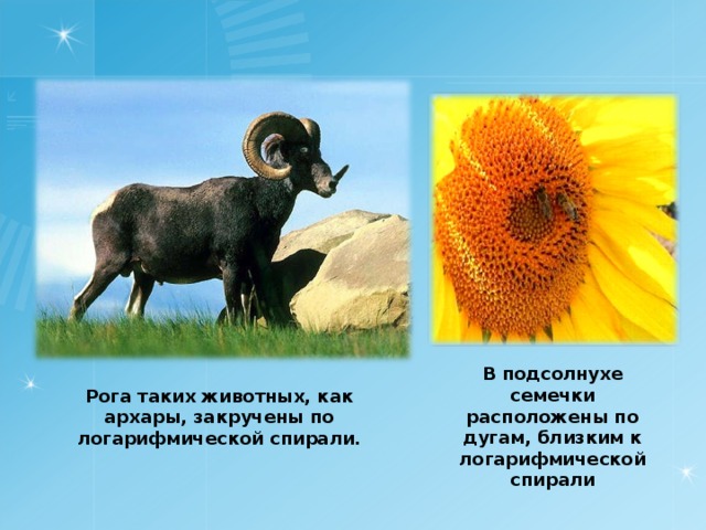 В подсолнухе семечки расположены по дугам, близким к логарифмической спирали Рога таких животных, как архары, закручены по логарифмической спирали. 