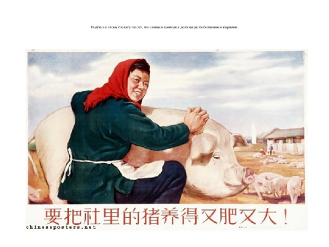    Подпись к этому плакату гласит, что свиньи в коммунах должны расти большими и жирными     