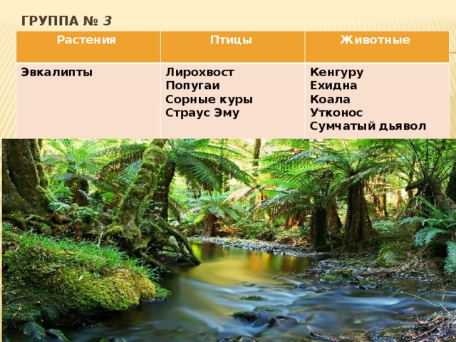 группа № 3 Растения Птицы Эвкалипты Животные Лирохвост Попугаи Кенгуру Сорные куры Ехидна Страус Эму Коала Утконос Сумчатый дьявол 