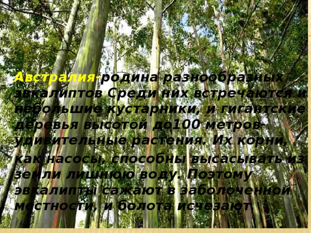 : Австралия- родина разнообразных эвкалиптов Среди них встречаются и небольшие кустарники, и гигантские деревья высотой до100 метров-удивительные растения. Их корни, как насосы, способны высасывать из земли лишнюю воду. Поэтому эвкалипты сажают в заболоченной местности, и болота исчезают. 