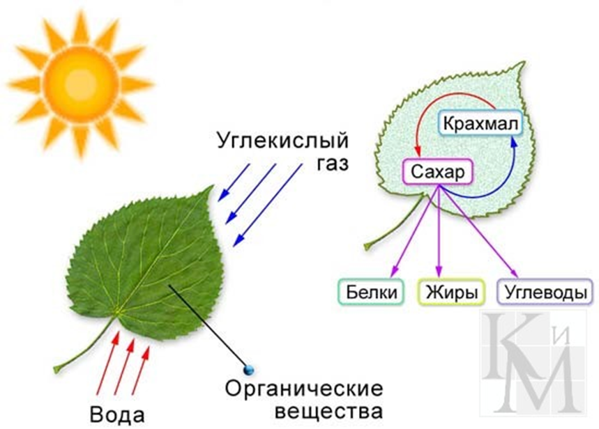 В чем заключается цветение в жизни растения. Схема процесса фотосинтеза. Схема фотосинтеза у растений. Процесс фотосинтеза у растений схема. Процесс фотосинтеза рисунок.