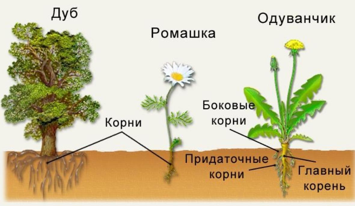 Схема строения ромашки