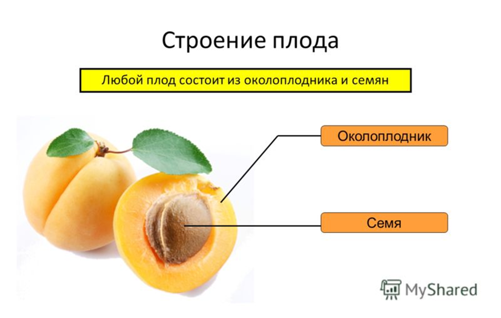 Околоплодник это. Строение плода 6 класс биология. Строение плода околоплодник. Околоплодник и семя абрикоса. Плод состоит из околоплодника и семян.
