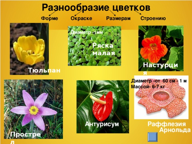 Урок "Цветок и его строение" - биология, уроки