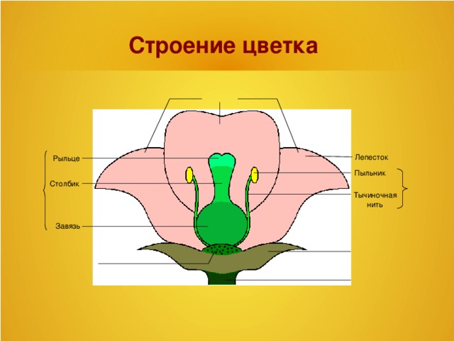 Какой буквой на рисунке обозначена часть цветка в которой формируются пыльцевые зерна