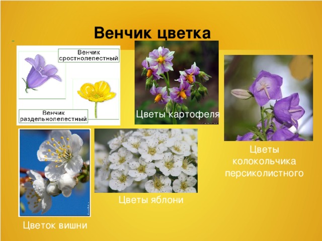 Урок биологии в 6 классе Цветок и его строение (ФГОС)