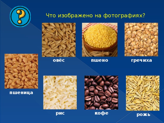Что изображено на фотографиях? пшено гречиха овёс пшеница кофе рис рожь 