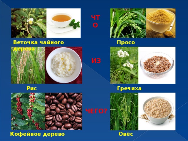ЧТО Просо Веточка чайного дерева ИЗ  Рис   Гречиха ЧЕГО? Кофейное дерево Овёс 