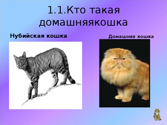 1.1. Кто такая домашняякошка Нубийская кошка  Домашняя кошка 