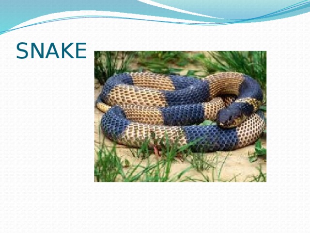 SNAKE 