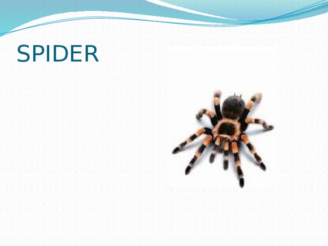 SPIDER 