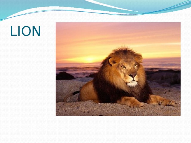 LION 