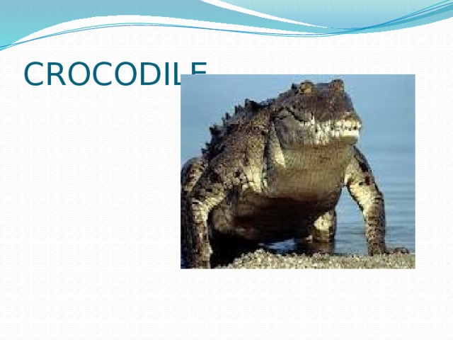 CROCODILE 