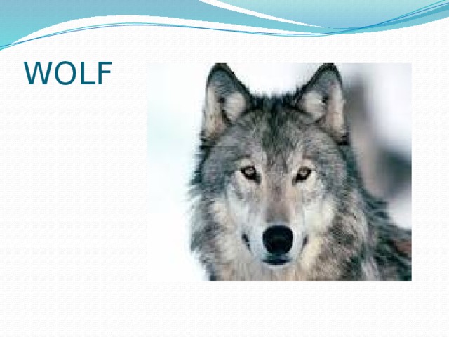 WOLF 