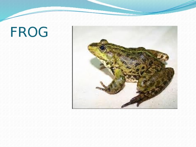 FROG 